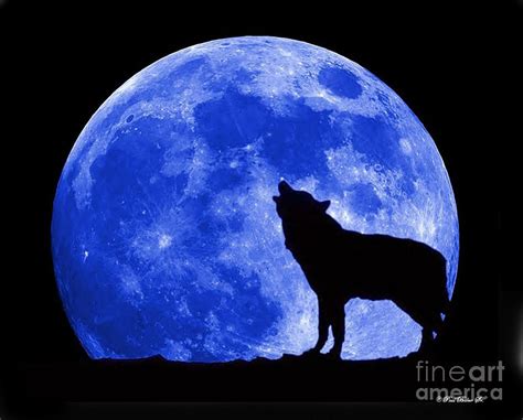 Blue Moon Wolf Photograph By Paul Baker Fine Art America