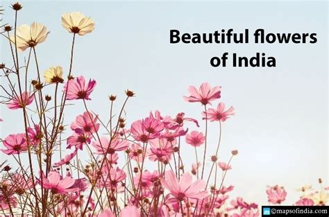 Know About The Most Beautiful Flowers In India India