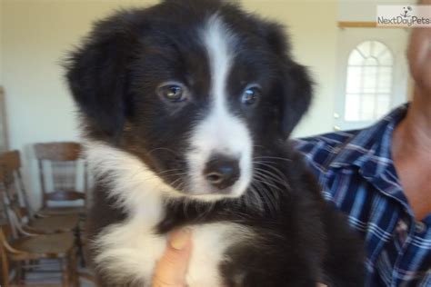 Lexi Australian Shepherd Puppy For Sale Near Rapid City West Sd