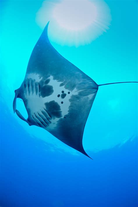 The First Known Manta Ray Nursery Was Discovered By Accident
