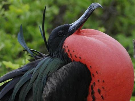 25 Weird Birds You Never Knew Existed Always Pets