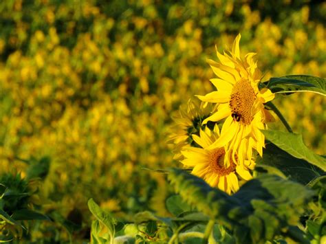 Sun Flower Sunflower Field Yellow Yellow Flower Free Image Peakpx