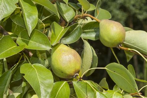 Unripe Green Pear Tree Summer Day In The Orchard Stock Photo Image
