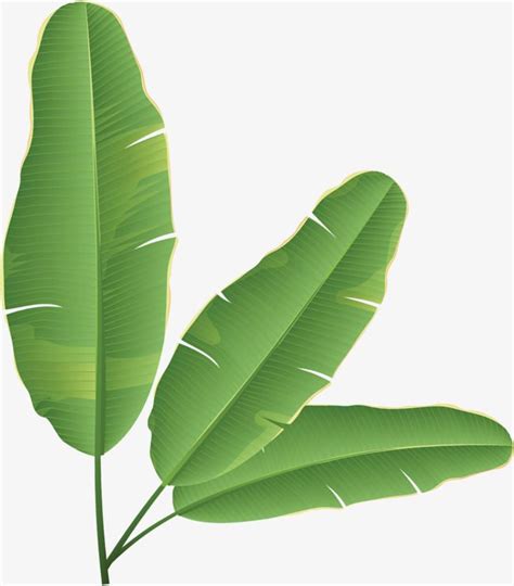 A Green Leaf On A White Background