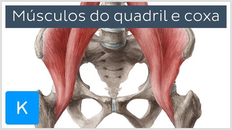 Other hip muscles additional muscles, such as the rectus femoris and the sartorius, can cause some movement in the hip joint. Músculos do quadril e da coxa - Anatomia Humana | Kenhub ...