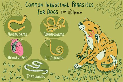 Common Worms And Intestinal Parasites In Dogs