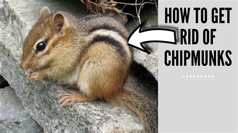 How To Get Rid Of Chipmunks Chipmunk Problem How To Stop Chipmunks