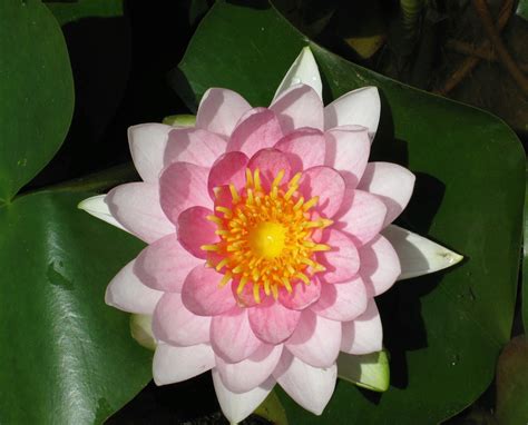 Madame Wilfron Gonnere Water Lily Nymphaea Madame Wilfron Gonnere