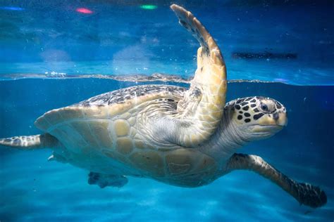 Endangered Species Of Sea Turtles