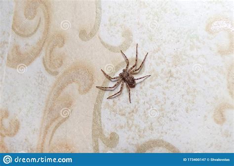 A Spider In The House Crawls On The Wall Stock Image Image Of Close
