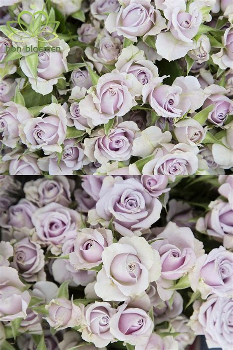 Lilac Roses Spray Roses Rose Wholesale Flowers