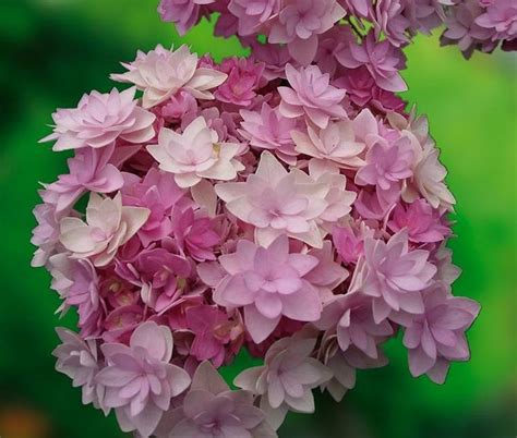 Buongiorno, leggendo tra le vostre domande fatte agli esperti, ho visto che consigliavate, a coloro che non hanno ottenuto una bella fioritura con le proprie ortensie, di tagliare i rami che hanno fatto i fiori. Ortensia significato - Linguaggio dei fiori - L'ortensia ...