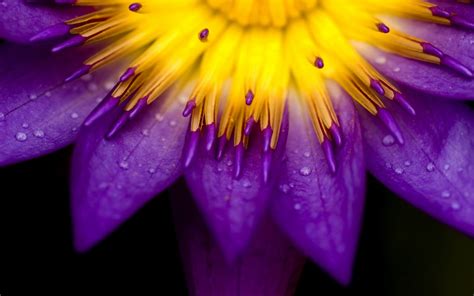 Yellow And Purple Petals Of Flower Bright Flower