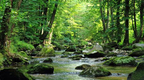 Small River In The Green Forest Stock Image Image Of