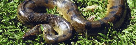 Anaconda San Diego Zoo Kids