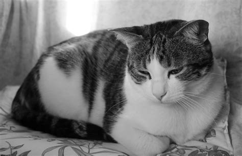 10 Signs Of Depression In Cats How To Know If Your Cat Is Depressed