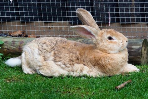 Flemish Giant Rabbits For Sale In Usa 2024 Breeders List Pet Keen