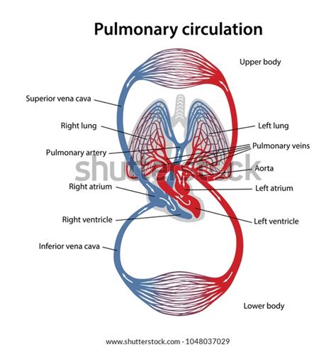 Circulation Blood Diagram Pulmonary Circulation Vector Stock Vector