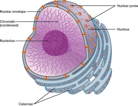 Nucleus Structure Membrane Gcse Biology Revision