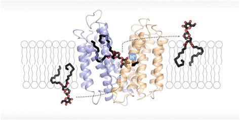 Flippase Transporter Image Eurekalert Science News Releases