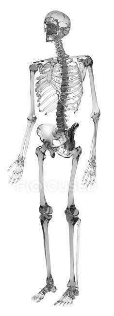 Skeletal System Of Adult Human — Osteology Skeleton Stock Photo