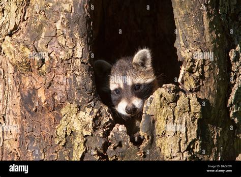 Common Raccoon Procyon Lotor Two Month Old Pup In A Treehole