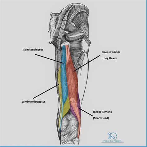 The leg has one very thick tendon that finishes halfway down the bone, and the thigh has a few smaller tendons. Thigh Muscles: Origin, Insertion, Action & Nerve Supply » How To Relief