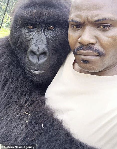 Orphaned Gorillas Pose For Selfies With Their Carer In The Democratic