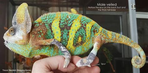 Male Or Female How To Sex A Veiledyemen Chameleon Veiled Chameleon Chameleon Chameleon