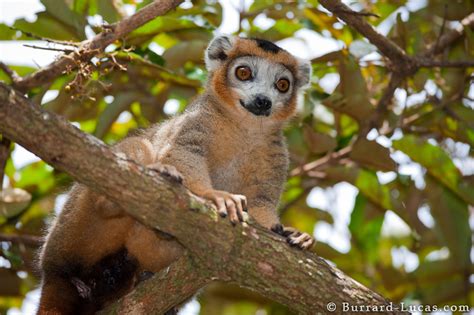 Male Crowned Lemur Burrard Lucas Photography