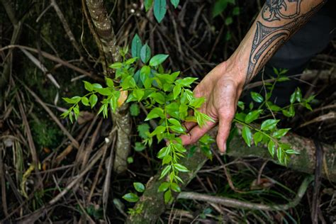 Ngāti Kuris Conservation Vision In The Far North Boosted By