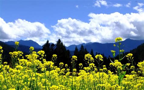 Mountains Clouds Landscapes Nature Trees Flowers Yellow