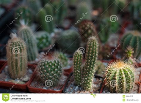 The most popular plant living in the desert is cactus. Selective Focus On A Different Kinds Of Small Cactus In ...