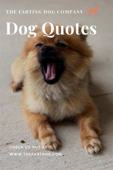 Quotes for Dog Lovers | Dog quotes, Dogs, Dog lovers