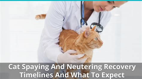 cat spaying and neutering recovery timelines and what to expect