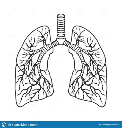 Illustration About Human Lungs In Detail Anatomy Vector Stock