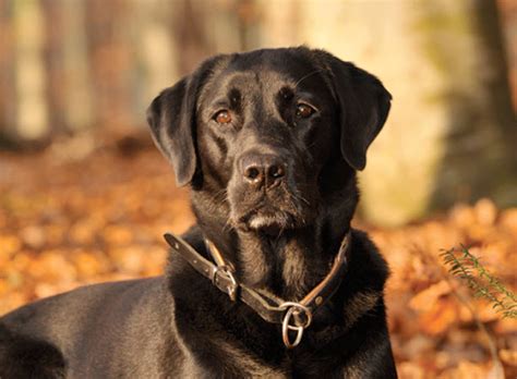 How To Care For Labrador Retrievers Vida Veterinary Care