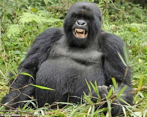 Facts About Mountain Gorillas Ganyana Safaris Uganda