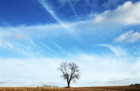Free Images Landscape Tree Nature Forest Outdoor Horizon Branch