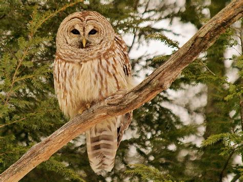 Animals Owl Feather Bird Wood Tree Branches Predator Hd