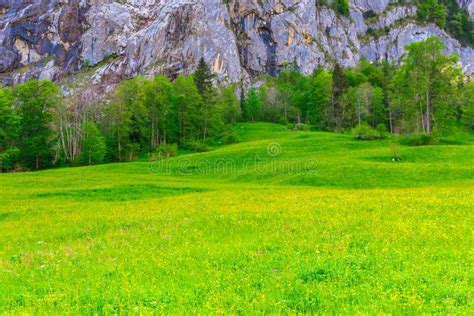 Meadow With Wildflowers In Swiss Alps Switzerland Stock Photo Image