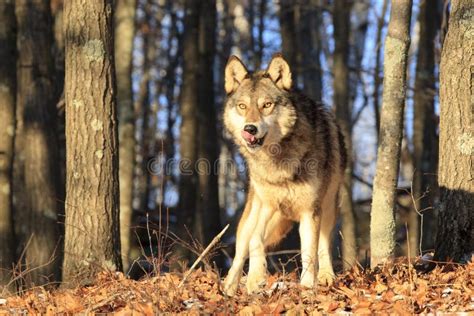 Hungry Wolf Stock Photo Image Of Gray Autumn Watching 11872238