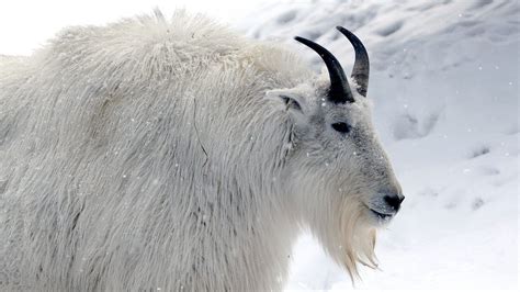 Chevre De Montagne Banniere Hiver Zoo Sauvage De Saint Félicien