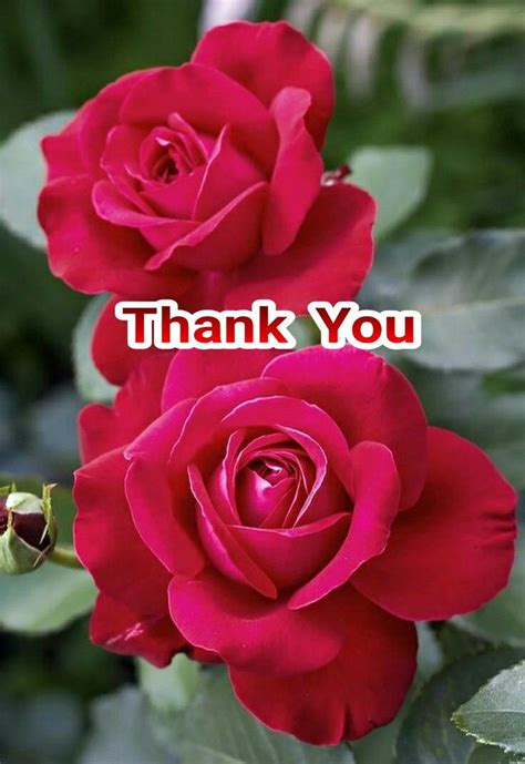 You never have to worry when ordering fresh flowers from katie's house of flowers in niceville. Pin by Bashora Anjar on Thank You | Thank you wishes ...