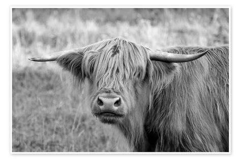 Scottish Highland Cattle Print By Martina Cross Posterlounge