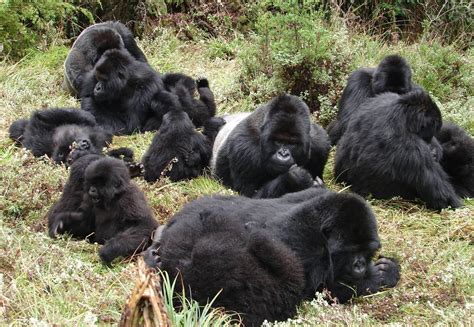 Titus Gorilla Group Gorilla Groups In Volcanoes National Park