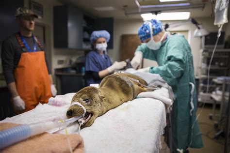 Photos Record Number Of Starving Sea Lions In California Time