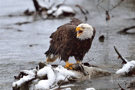 Bald Eagle Photography Workshops At The Chilkat Bald Eagle Preserve