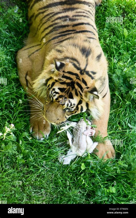 Captive Tiger Eating Chicken Zoo Feeding Time Stock Photo Alamy