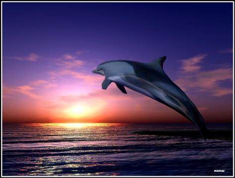 36 Wallpaper Dolphin Sunset Wallpapersafari